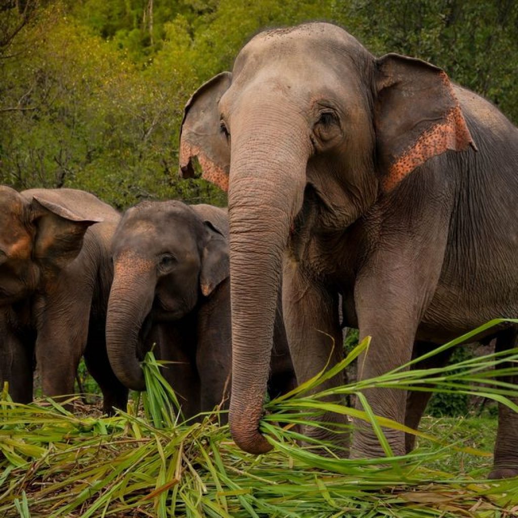 elephant jungle sanctuary phuket ethical